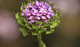 百花视频,精彩纷呈，尽享视听盛宴